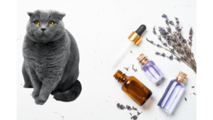 Why Essential Oils Are Bad for Cats
