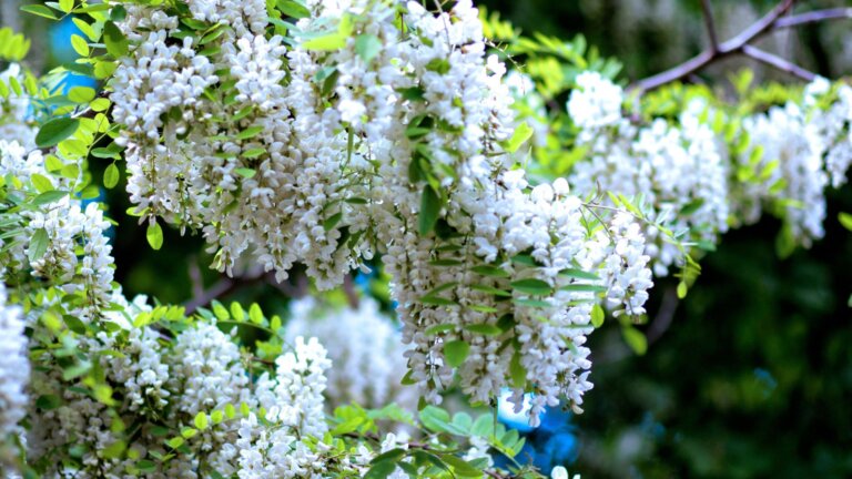 Black Locust Flower Essential Oil: Aromatherapy and Health Benefits